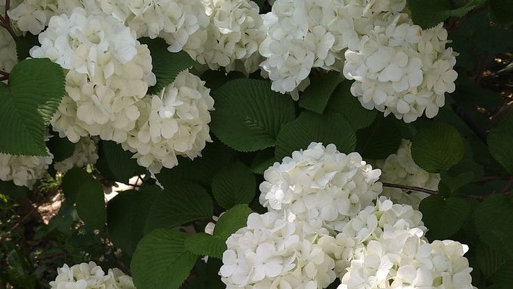 GARDEN PARTY COLLECTION